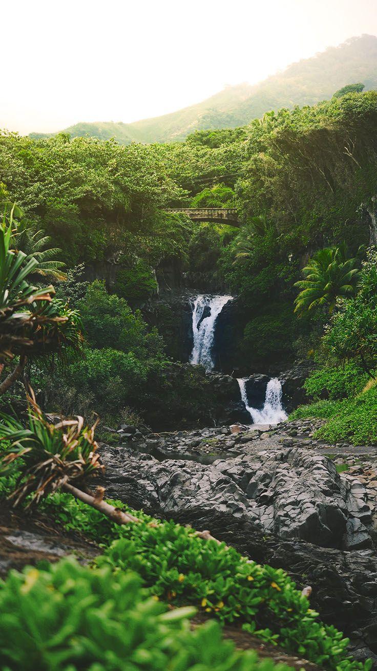 Jungle Mobile Wallpapers Wallpaper Cave