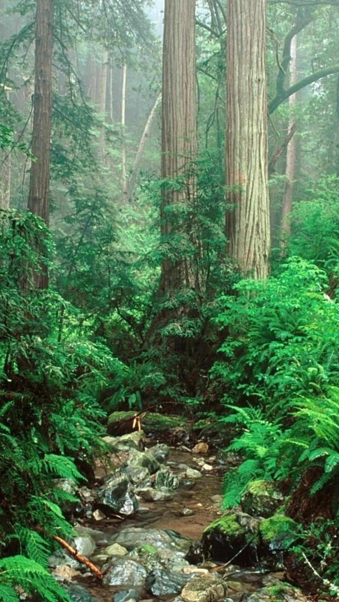 Smartphone Jungle Wallpapers Wallpaper Cave