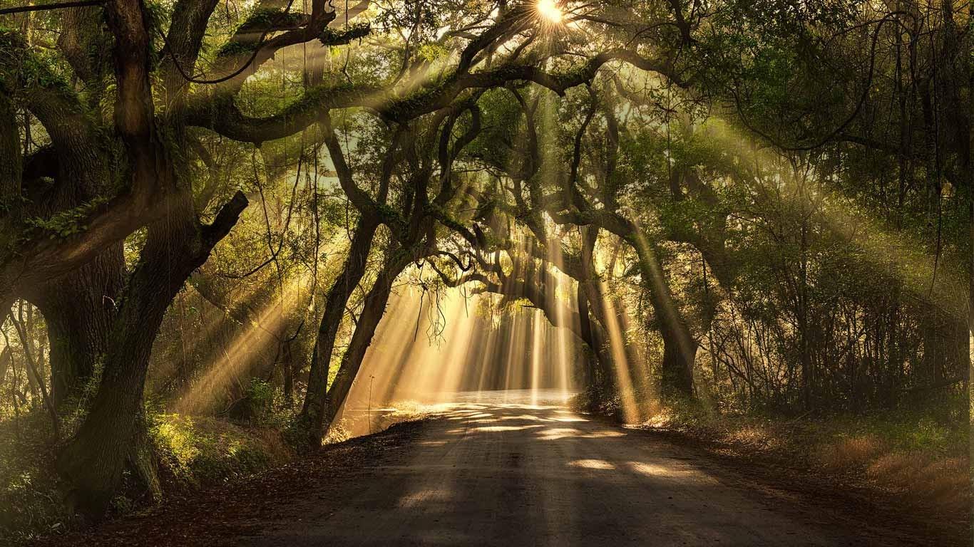 South Carolina Wallpapers Wallpaper Cave