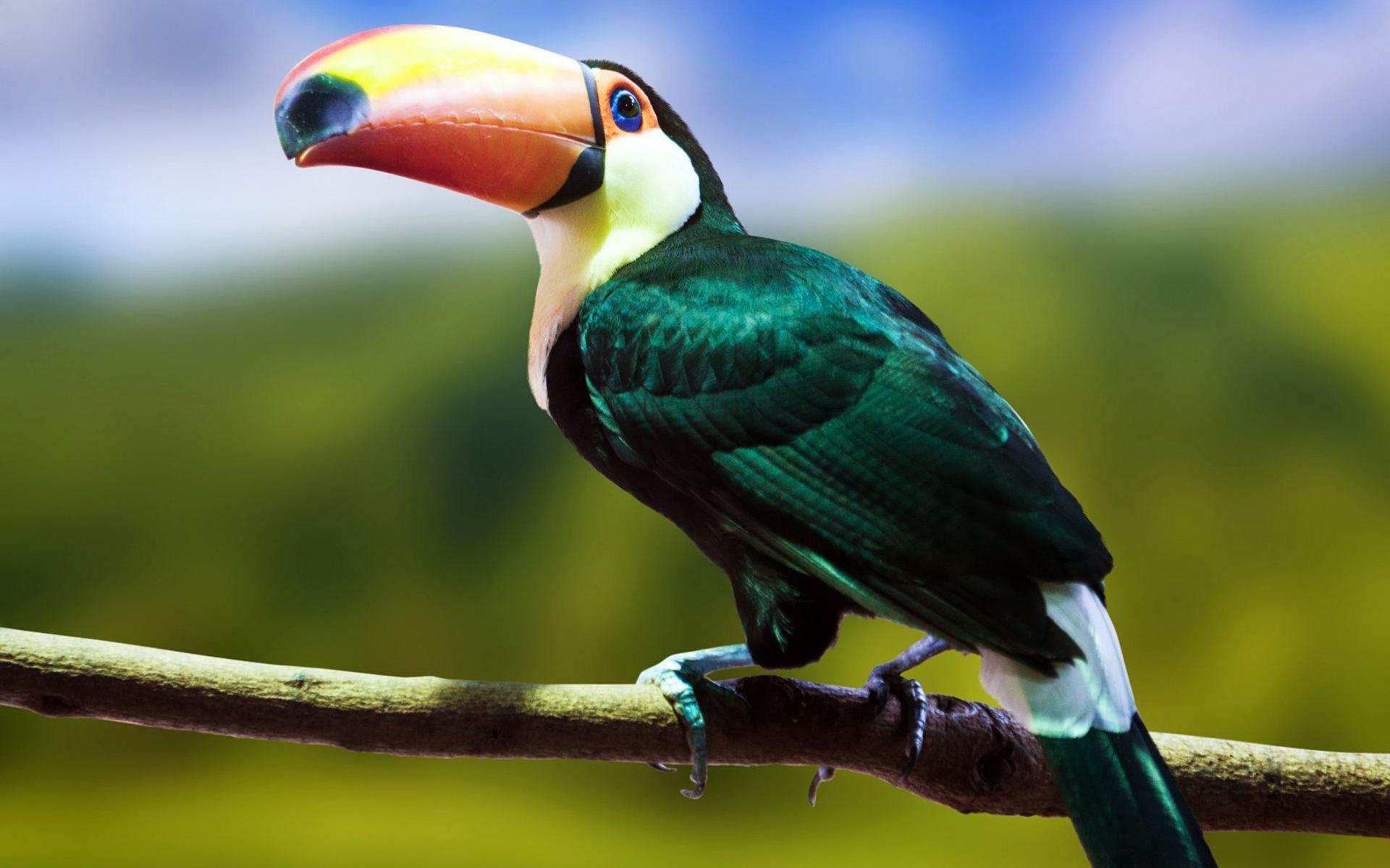 Toucan Bird Wallpapers Wallpaper Cave