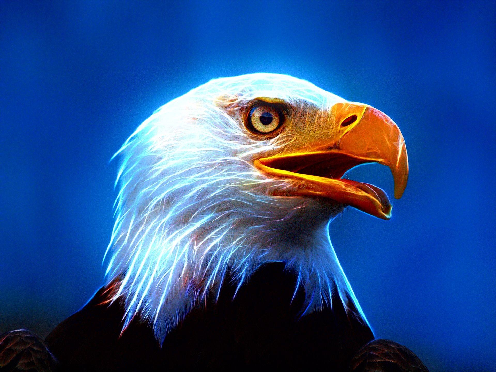 Eagle Bird Wallpapers Wallpaper Cave