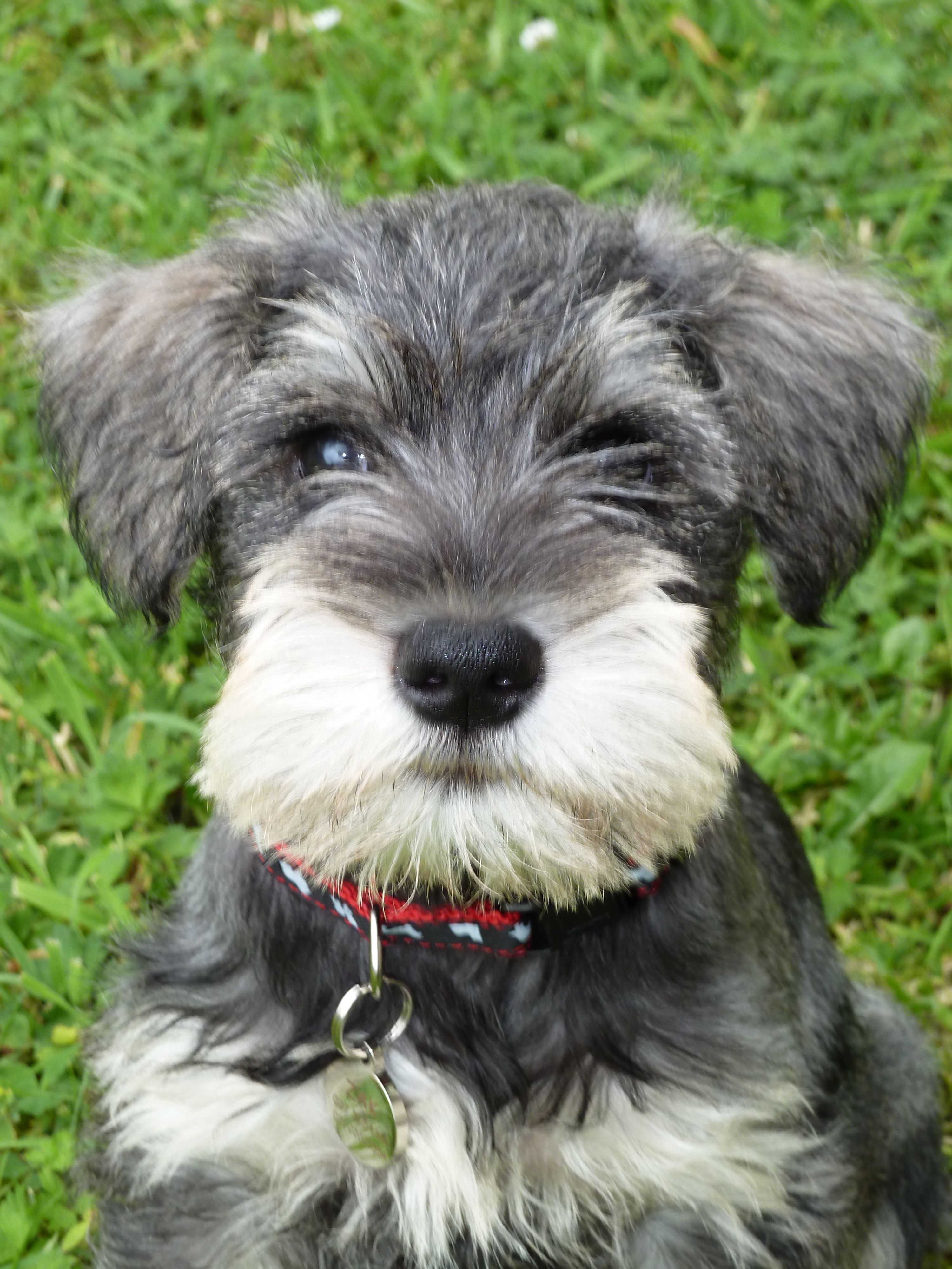 Miniature Schnauzer Wallpapers Wallpaper Cave