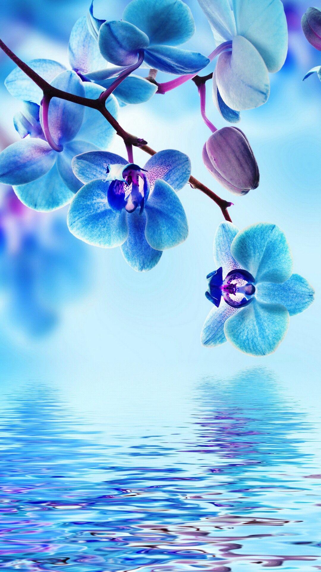 Phone Flower And Water Wallpapers Wallpaper Cave