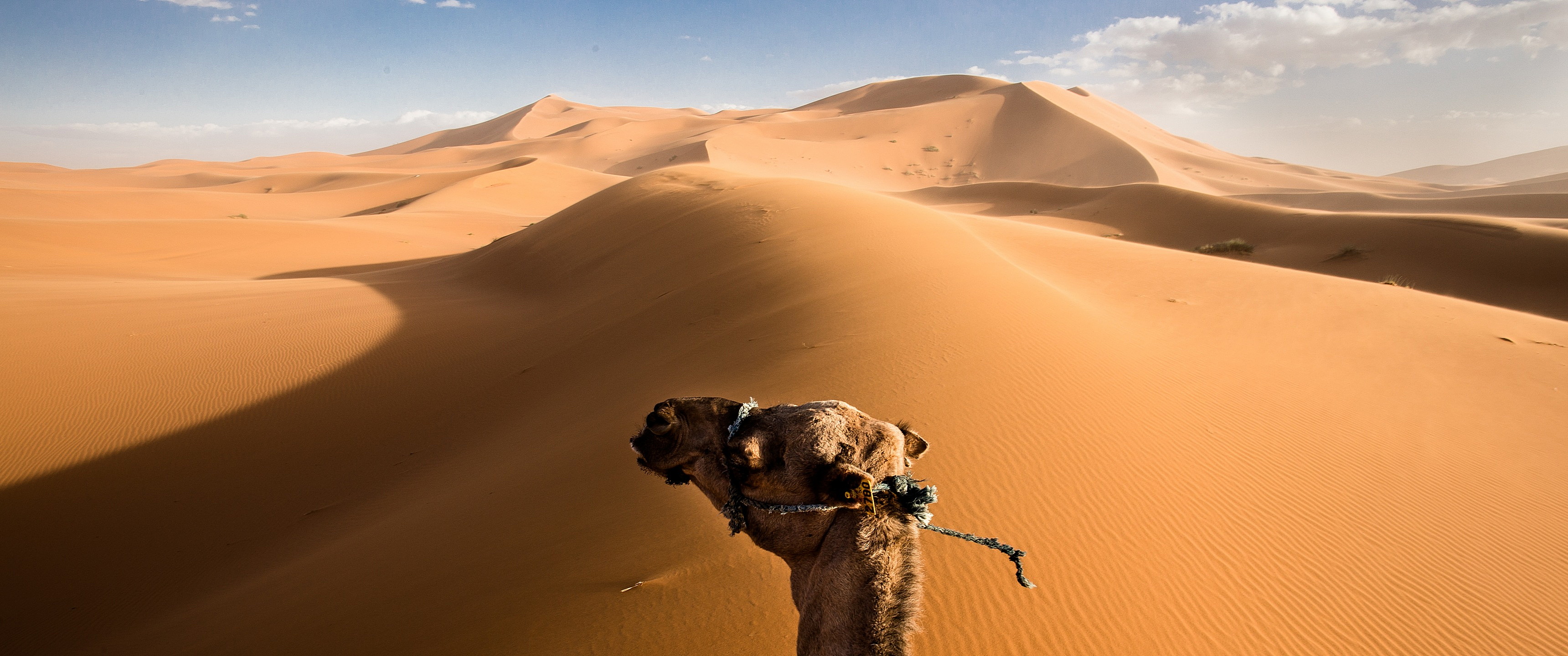 Dune Wallpapers Wallpaper Cave