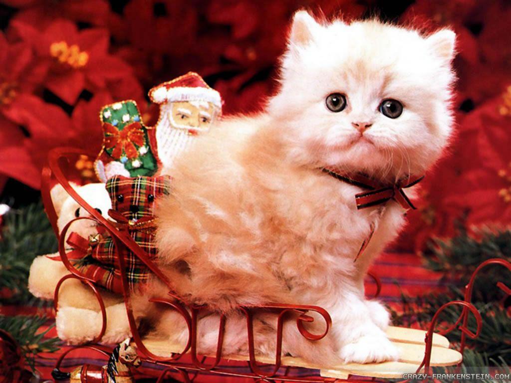 Cute Christmas Cats And Dogs Wallpapers Wallpaper Cave