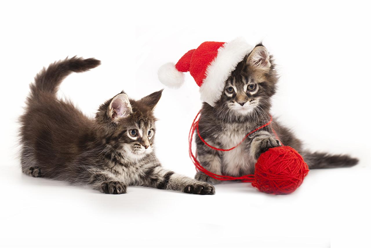 Cute Winter Kitten Wallpapers Wallpaper Cave