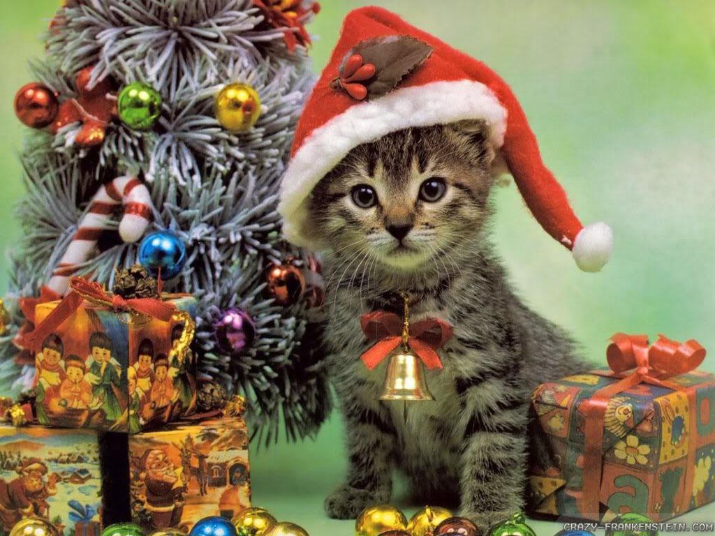 Christmas Little Kittens Wallpapers Wallpaper Cave