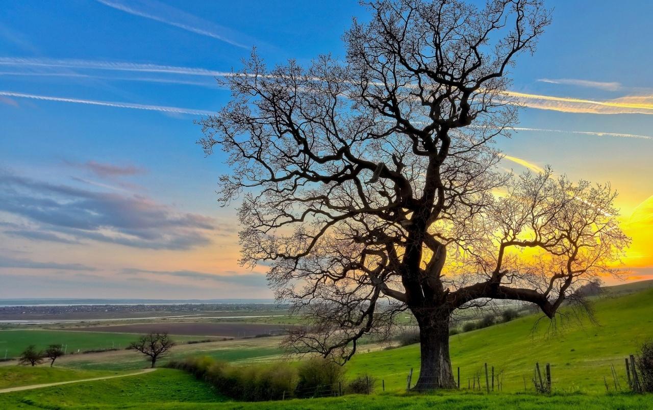 The Village Tree Wallpapers Wallpaper Cave