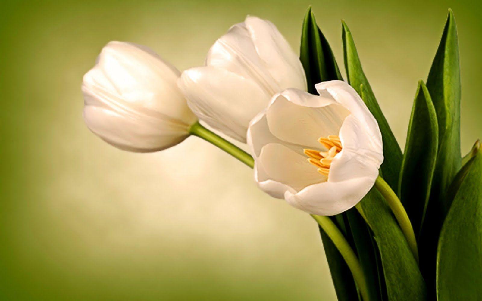 Tulips Flowers Wallpapers Wallpaper Cave