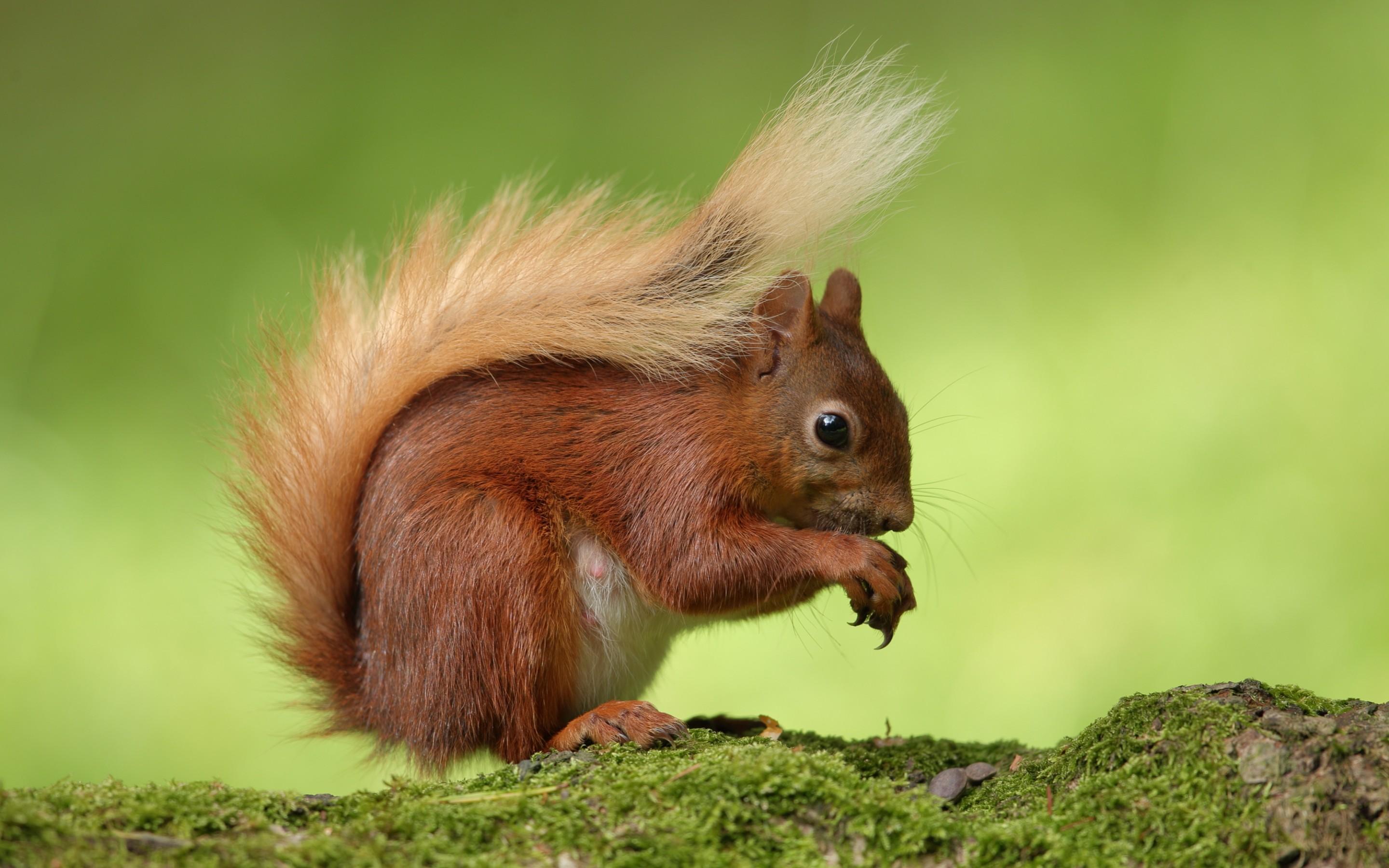 Red Squirrel Wallpapers Wallpaper Cave
