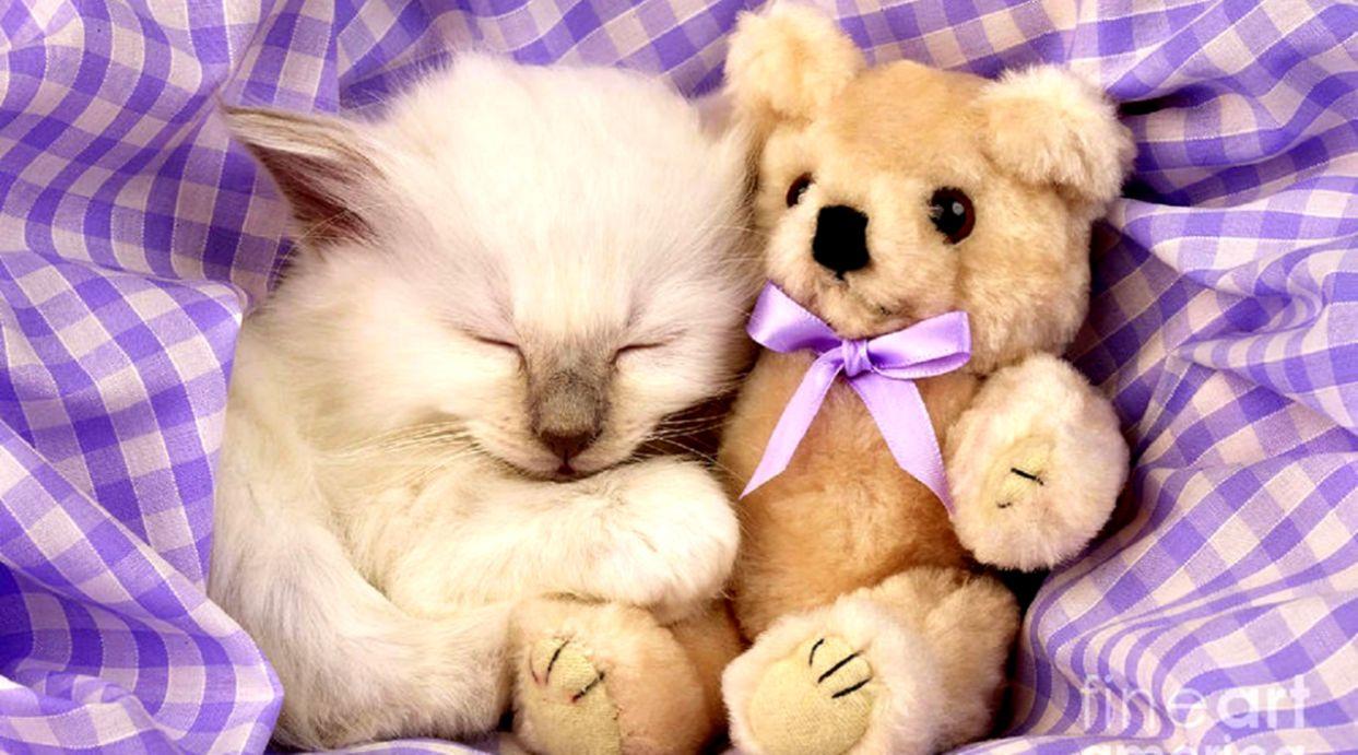 Stuffed Animal Wallpapers Wallpaper Cave