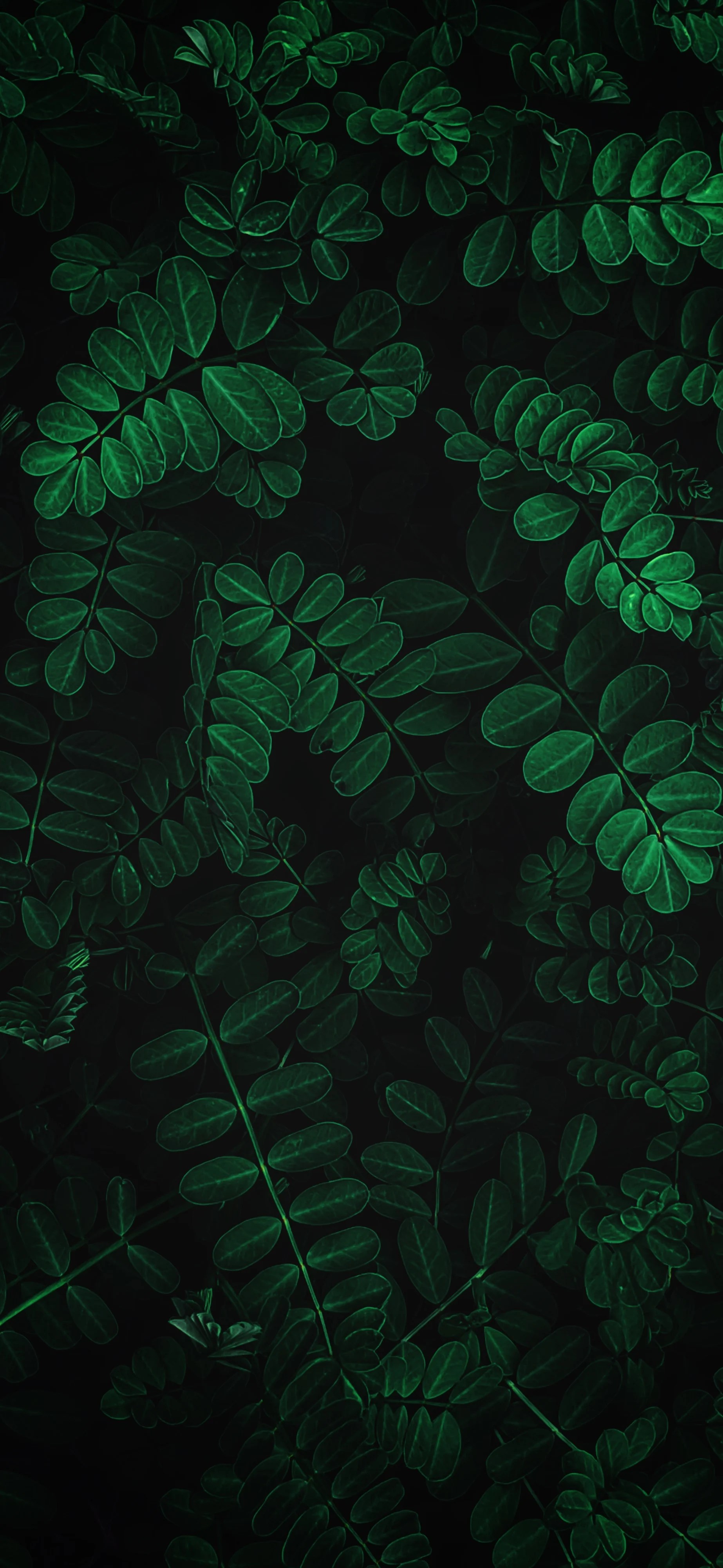 Leaves iPhone Wallpapers Wallpaper Cave