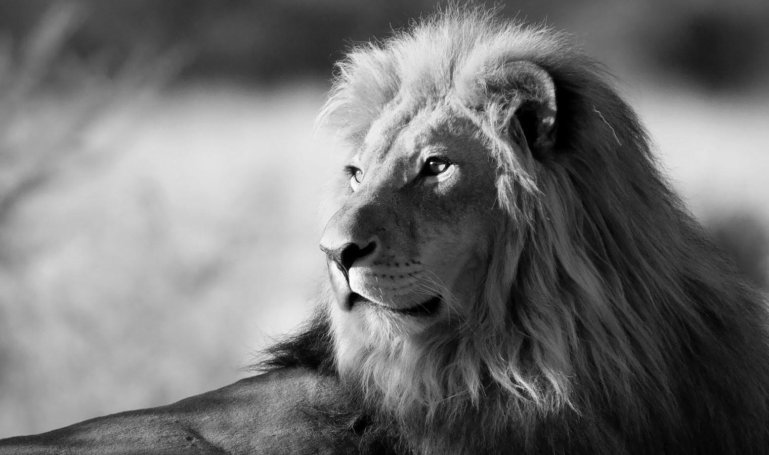 Lion Black And White Wallpapers Wallpaper Cave
