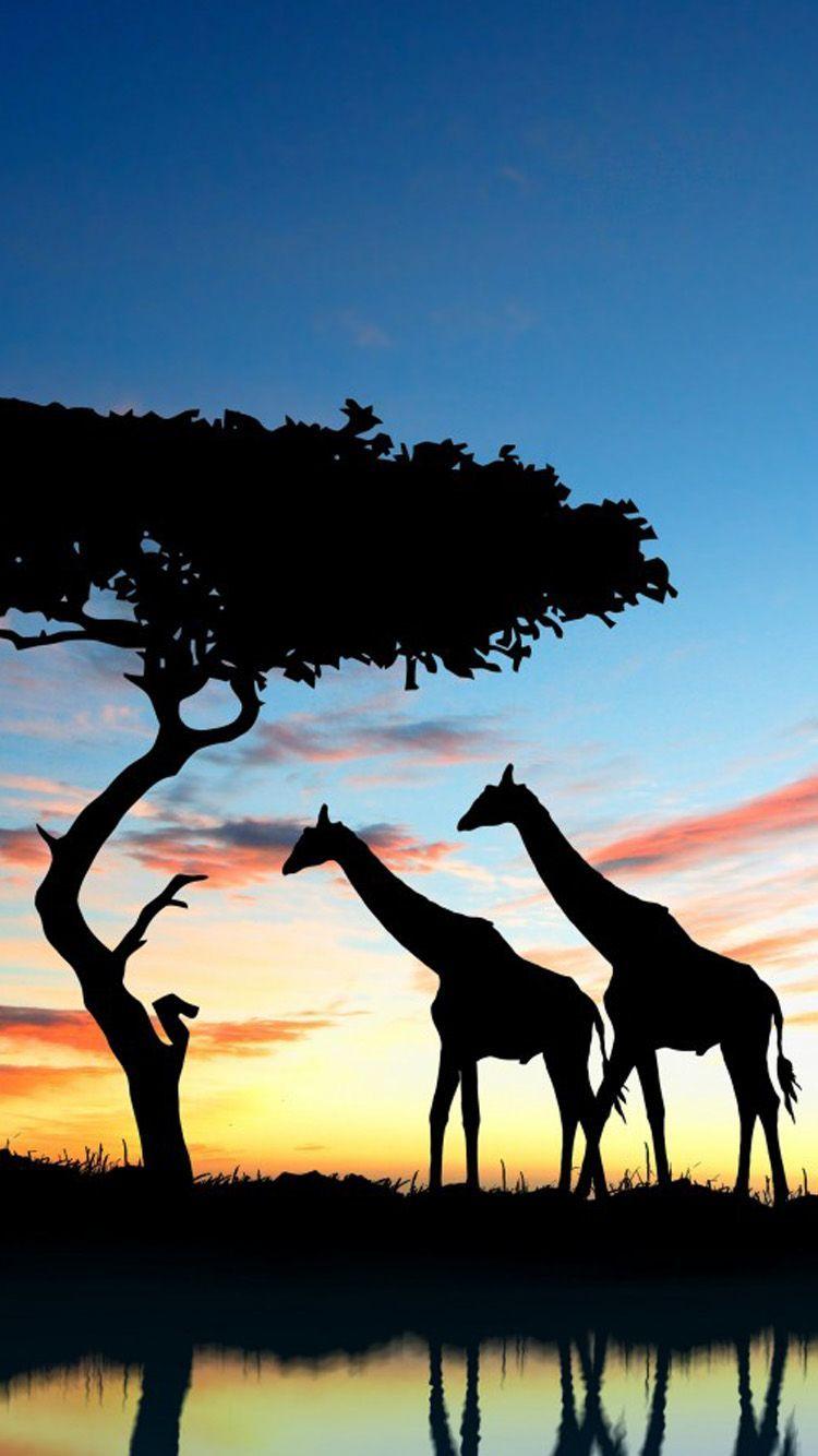 Sunrise Africa iPhone Wallpapers Wallpaper Cave