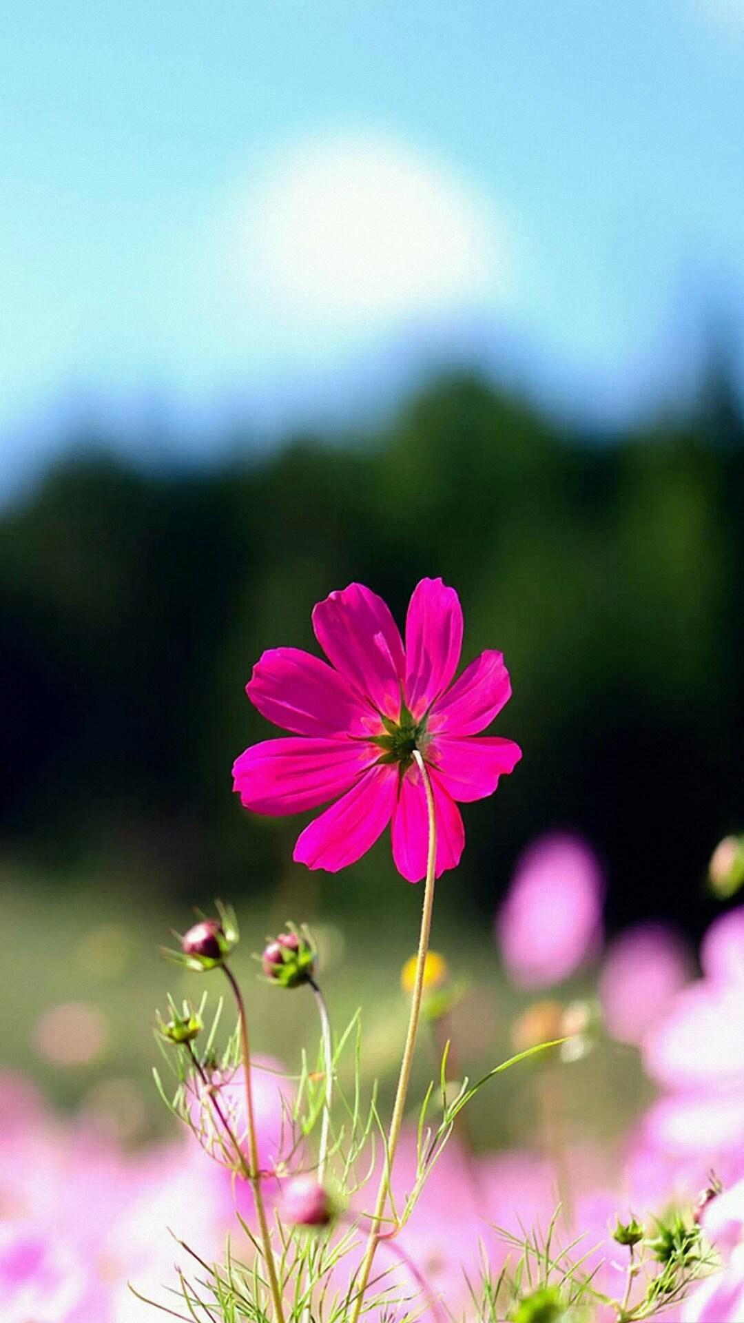 Flower 1080p Mobile Wallpapers Wallpaper Cave