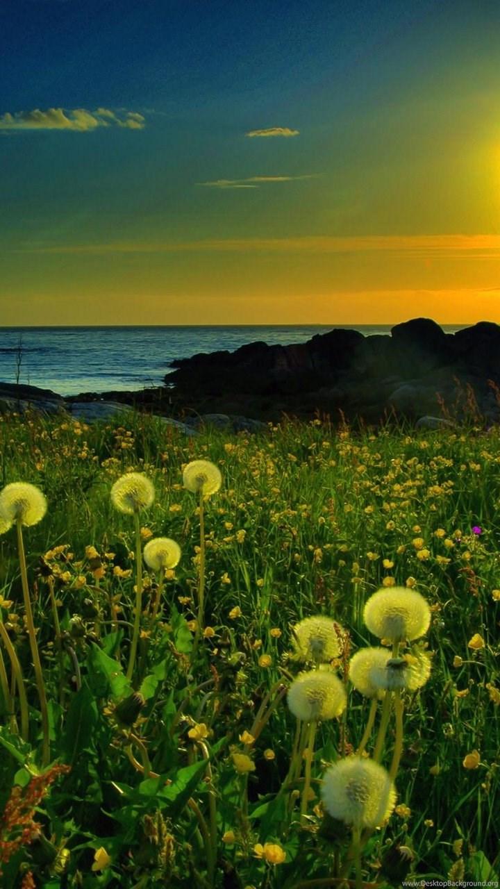 Nature Android HD Wallpapers Wallpaper Cave