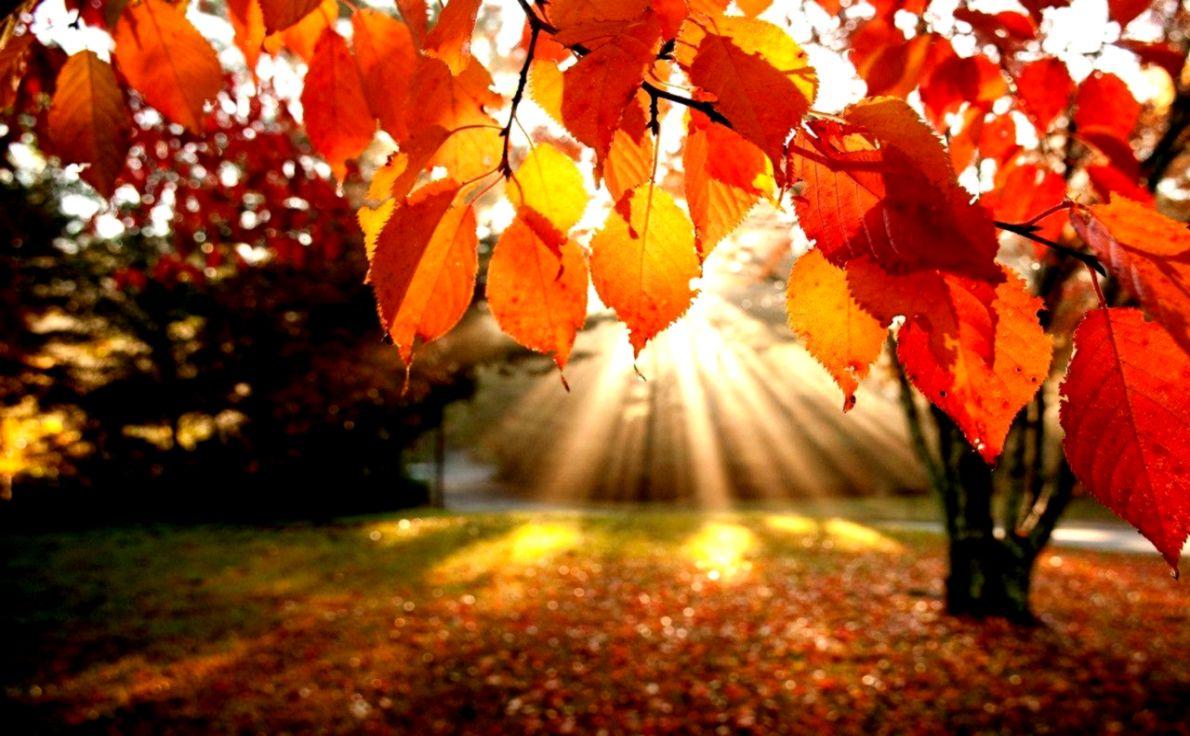 Autumn Gold Wallpapers Wallpaper Cave