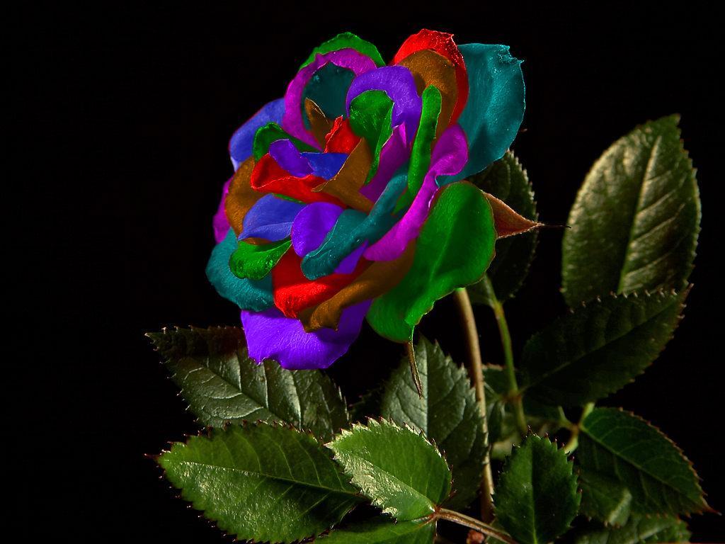 Colorful Roses Wallpapers Wallpaper Cave