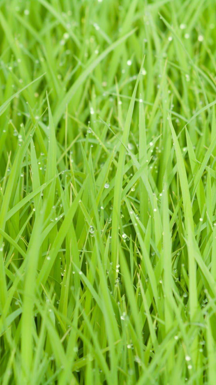 Grass Mobile Wallpapers Wallpaper Cave