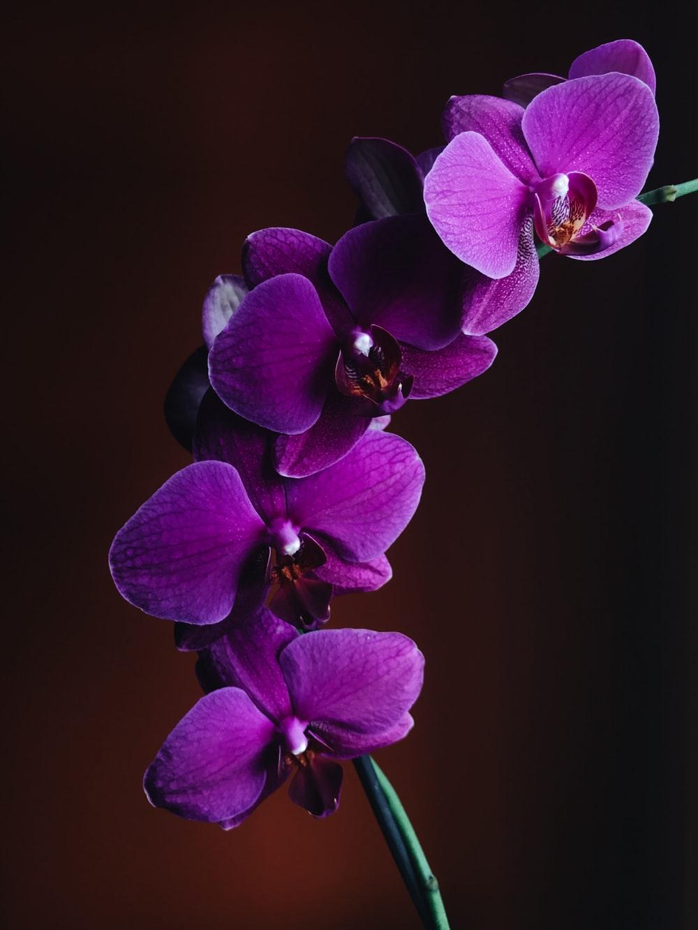 Orchid Flower Ultra HD Wallpapers Wallpaper Cave