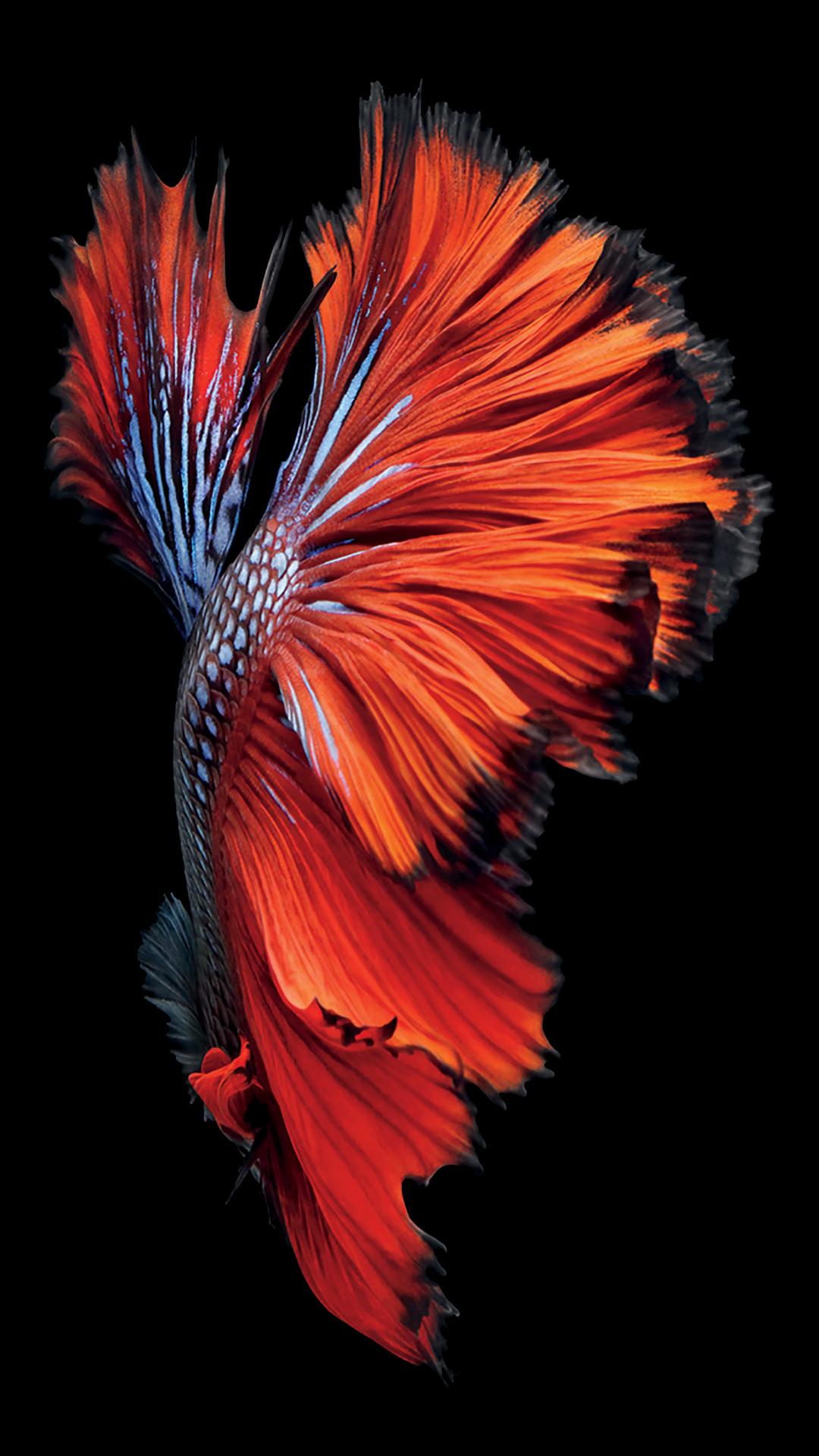 iPhone Fish Wallpapers Wallpaper Cave