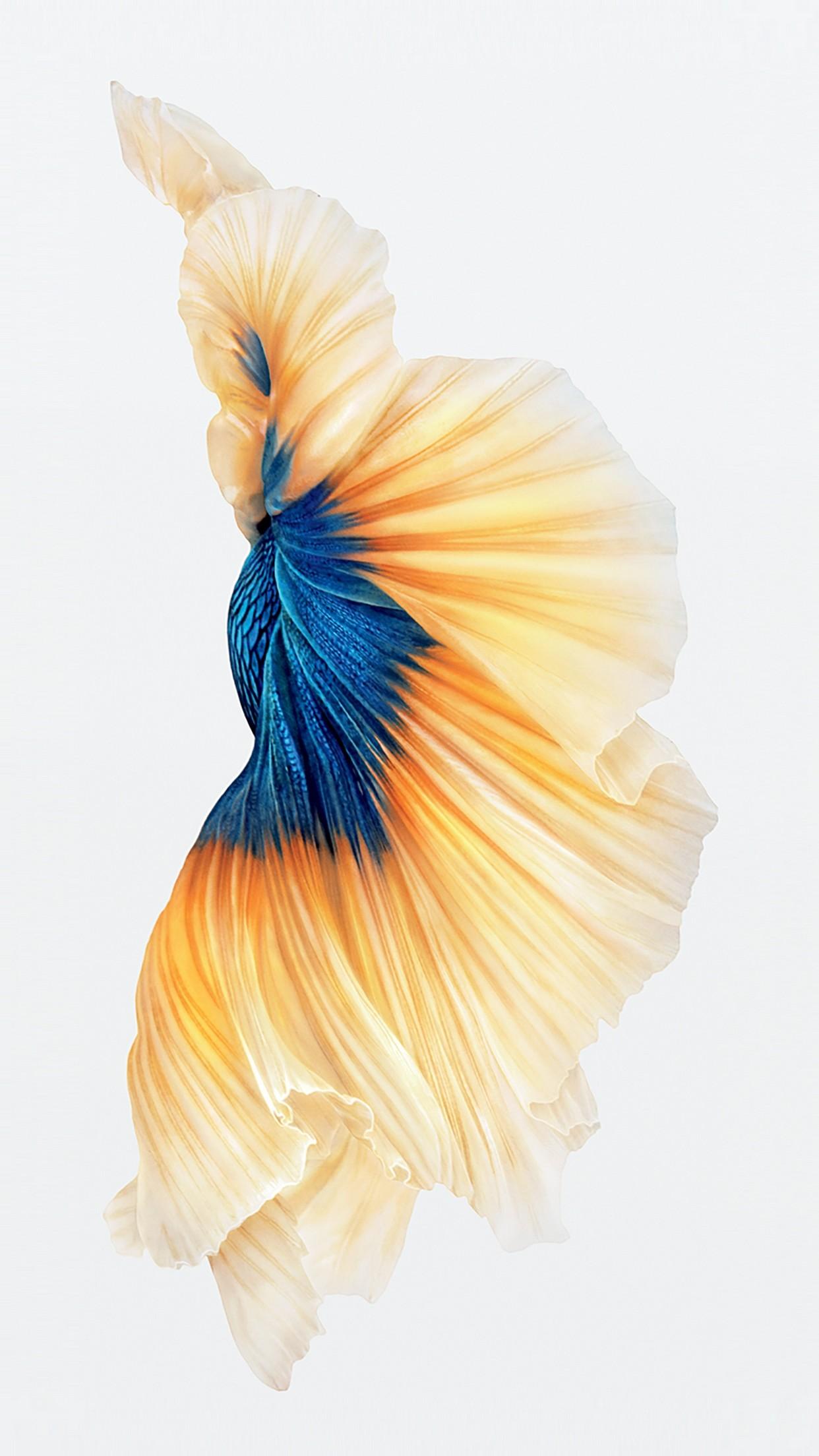 iPhone Fish Wallpapers Wallpaper Cave