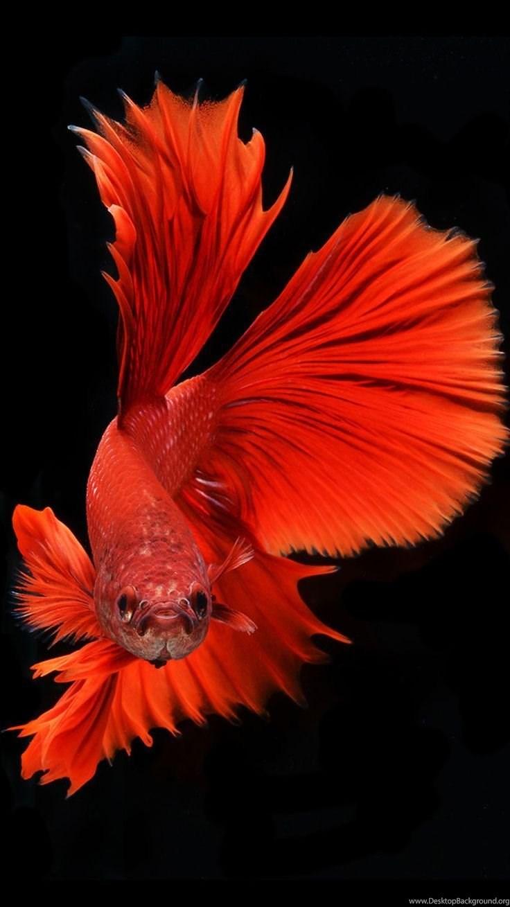 iPhone Fish Wallpapers Wallpaper Cave