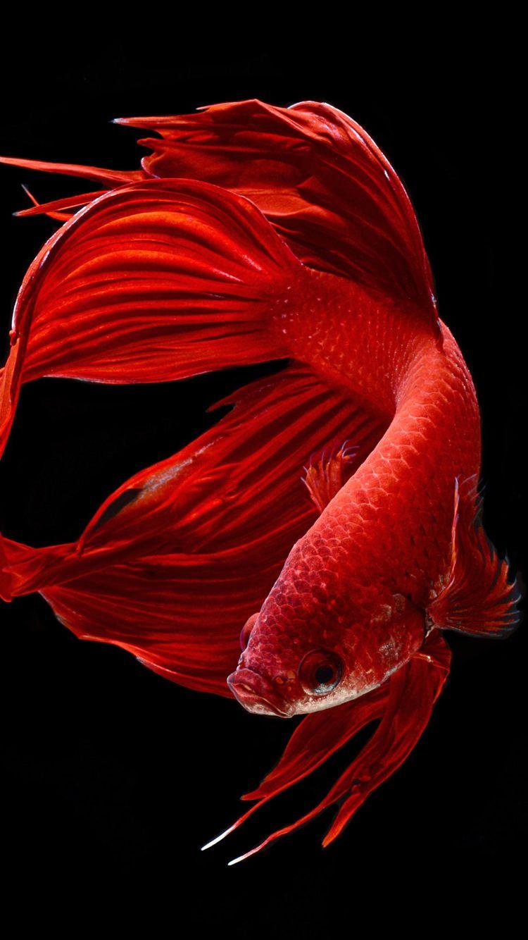 iPhone Fish Wallpapers Wallpaper Cave