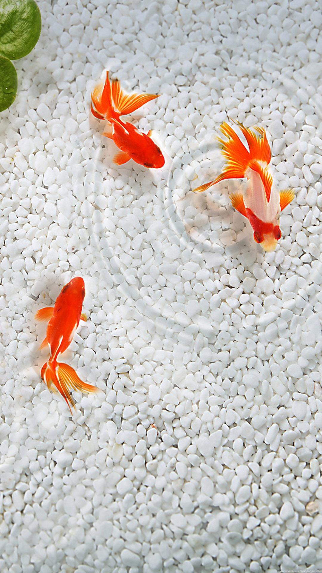 iPhone Fish Wallpapers Wallpaper Cave