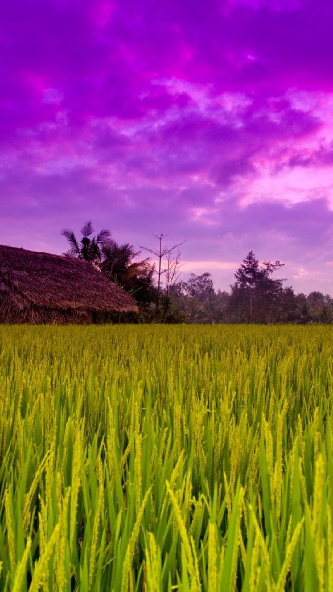 Green Field Mobile Wallpapers Wallpaper Cave