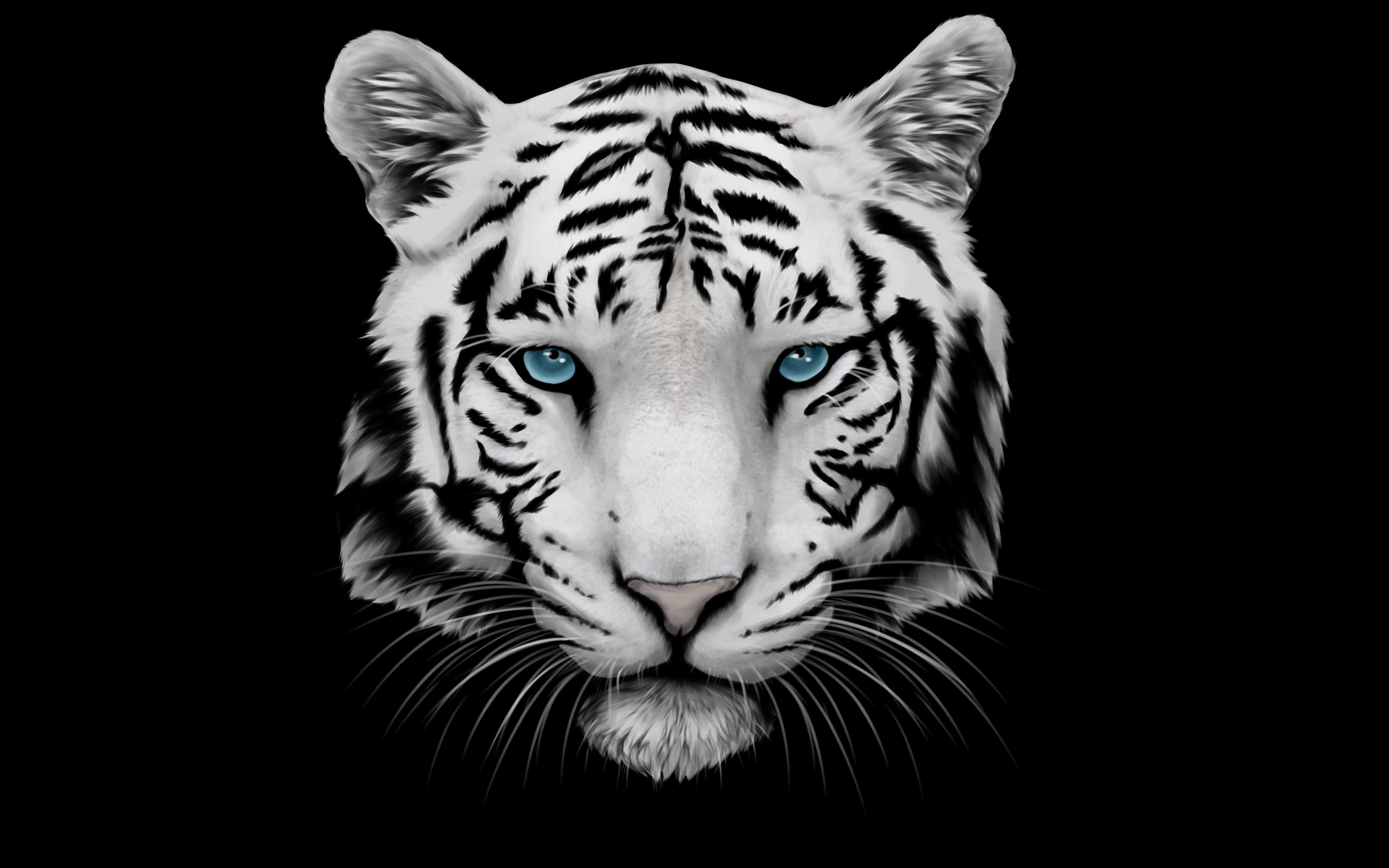 Anime White Tiger Wallpapers Wallpaper Cave