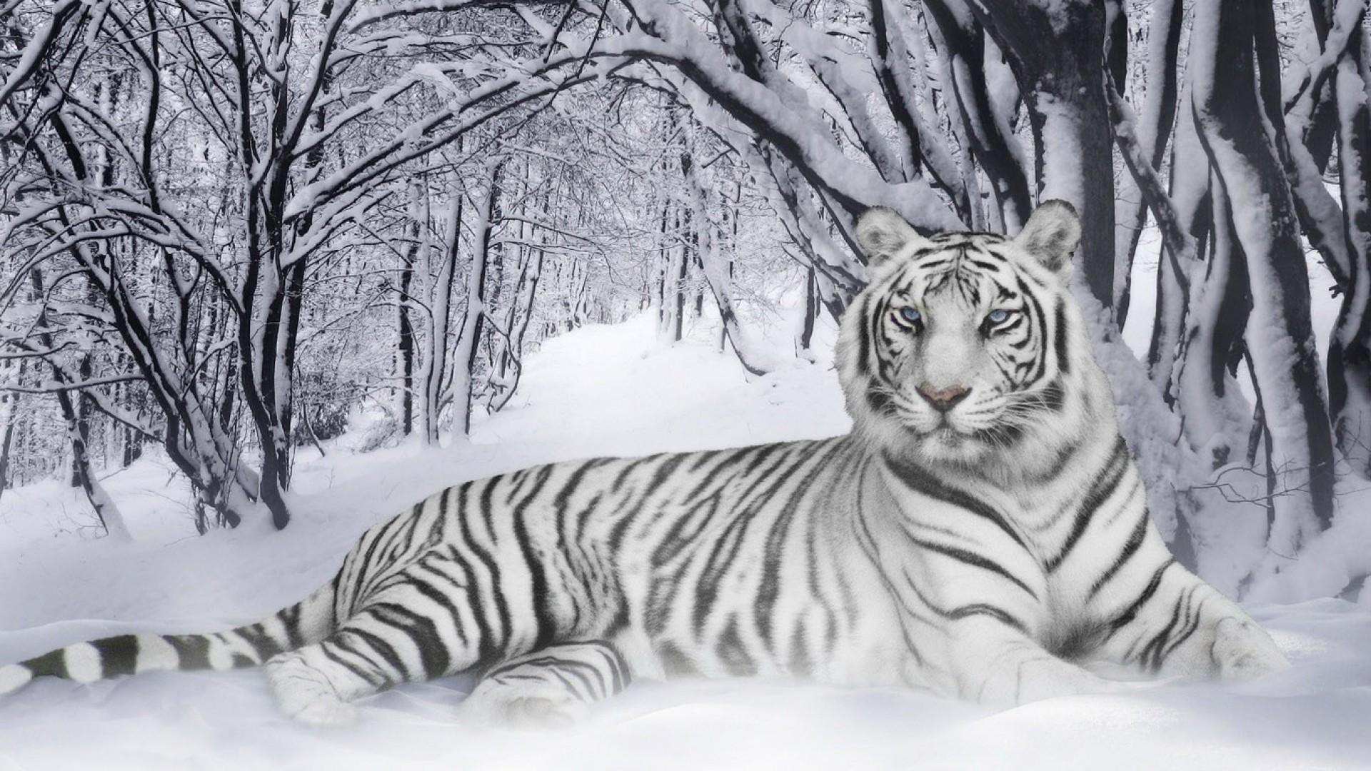 Siberian White Tiger 4k Wallpapers Wallpaper Cave