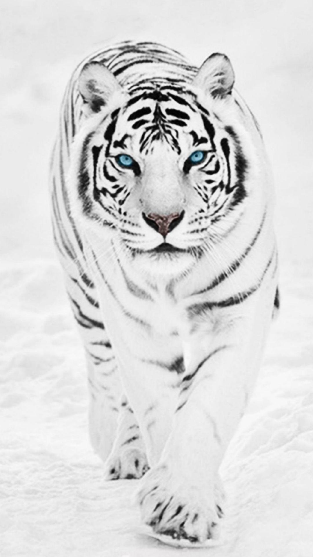 Anime White Tiger Wallpapers Wallpaper Cave