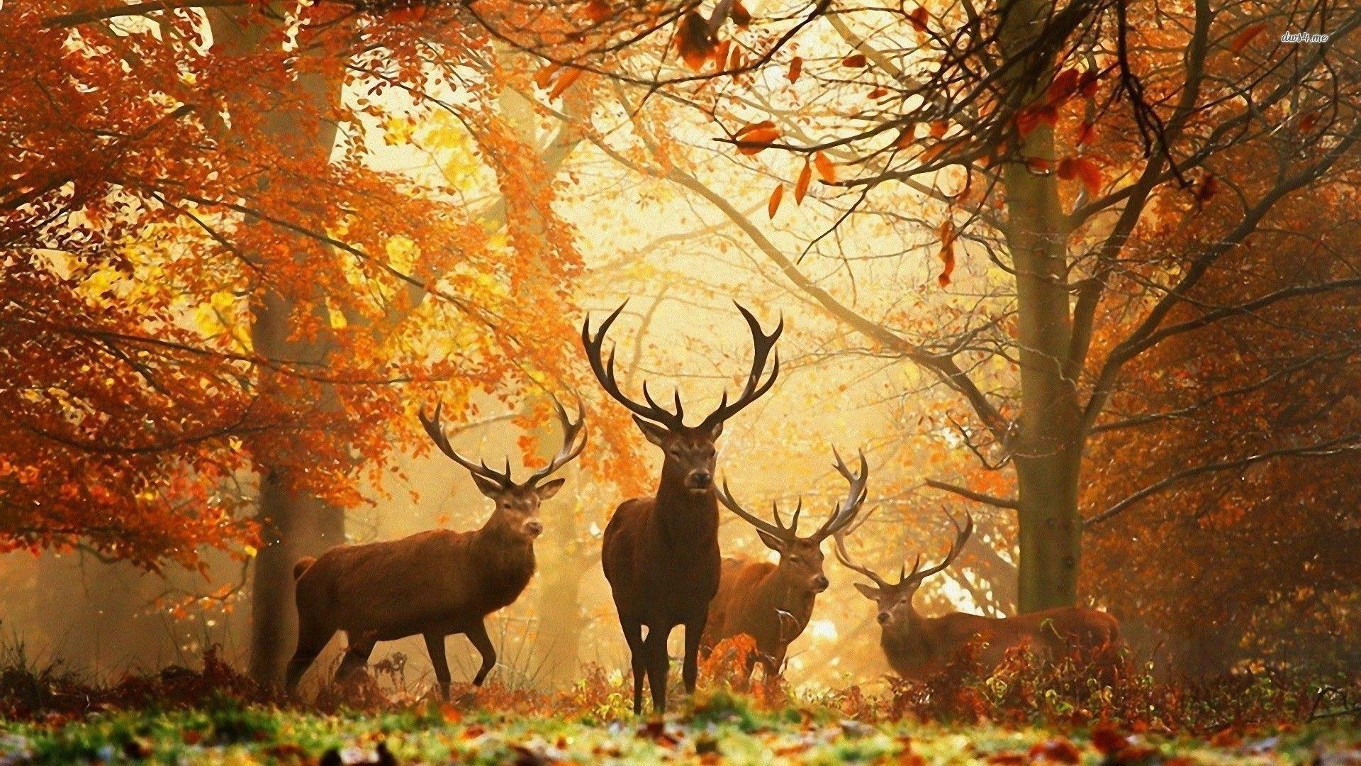 Deer Autumn Wallpapers Wallpaper Cave