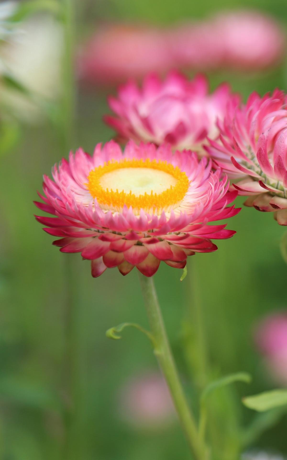 4k Flower Mobile Wallpapers Wallpaper Cave