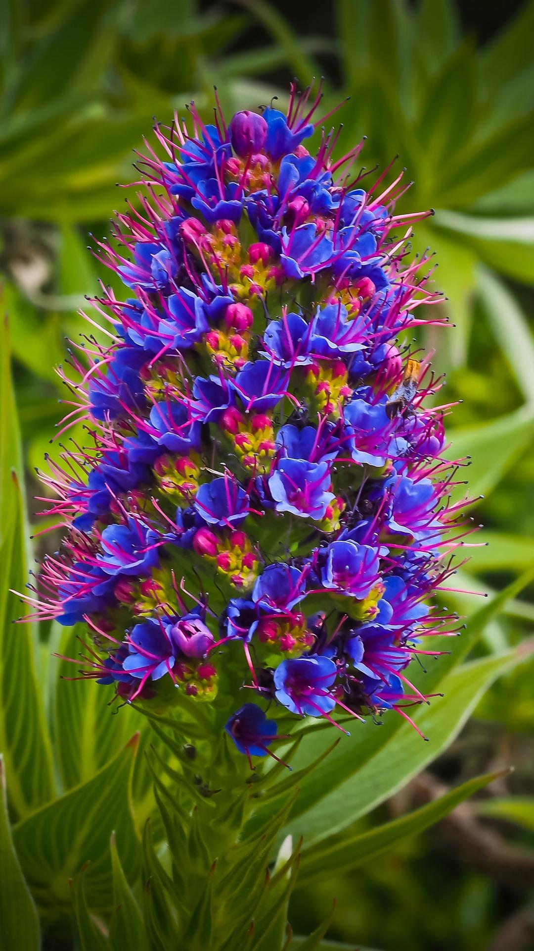 4k Flower Mobile Wallpapers Wallpaper Cave