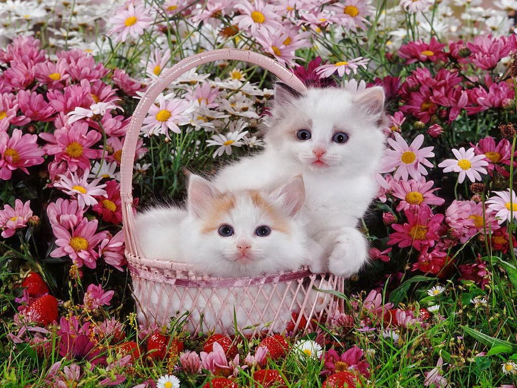 Kittens In The Garden Wallpapers Wallpaper Cave
