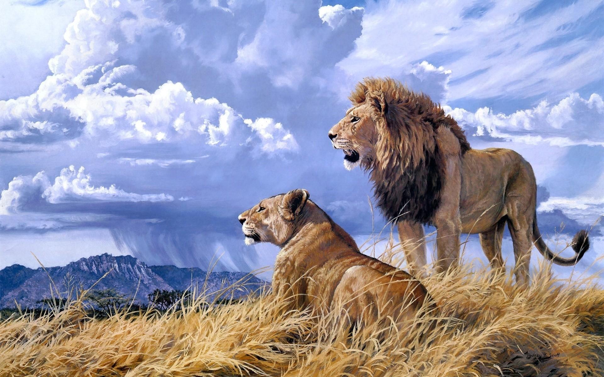 Lion And Lioness Wallpapers Wallpaper Cave