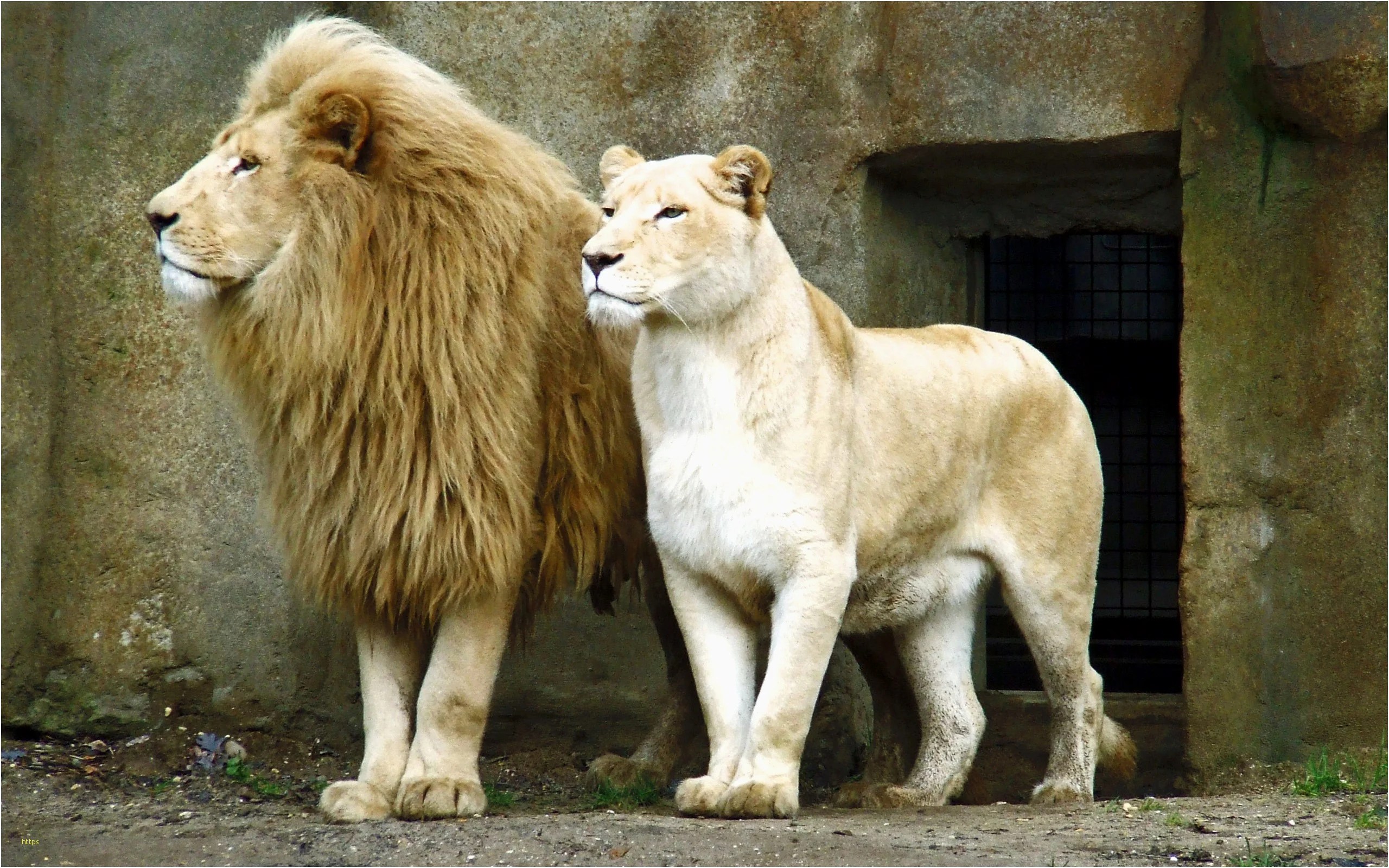 Lion And Lioness Wallpapers Wallpaper Cave