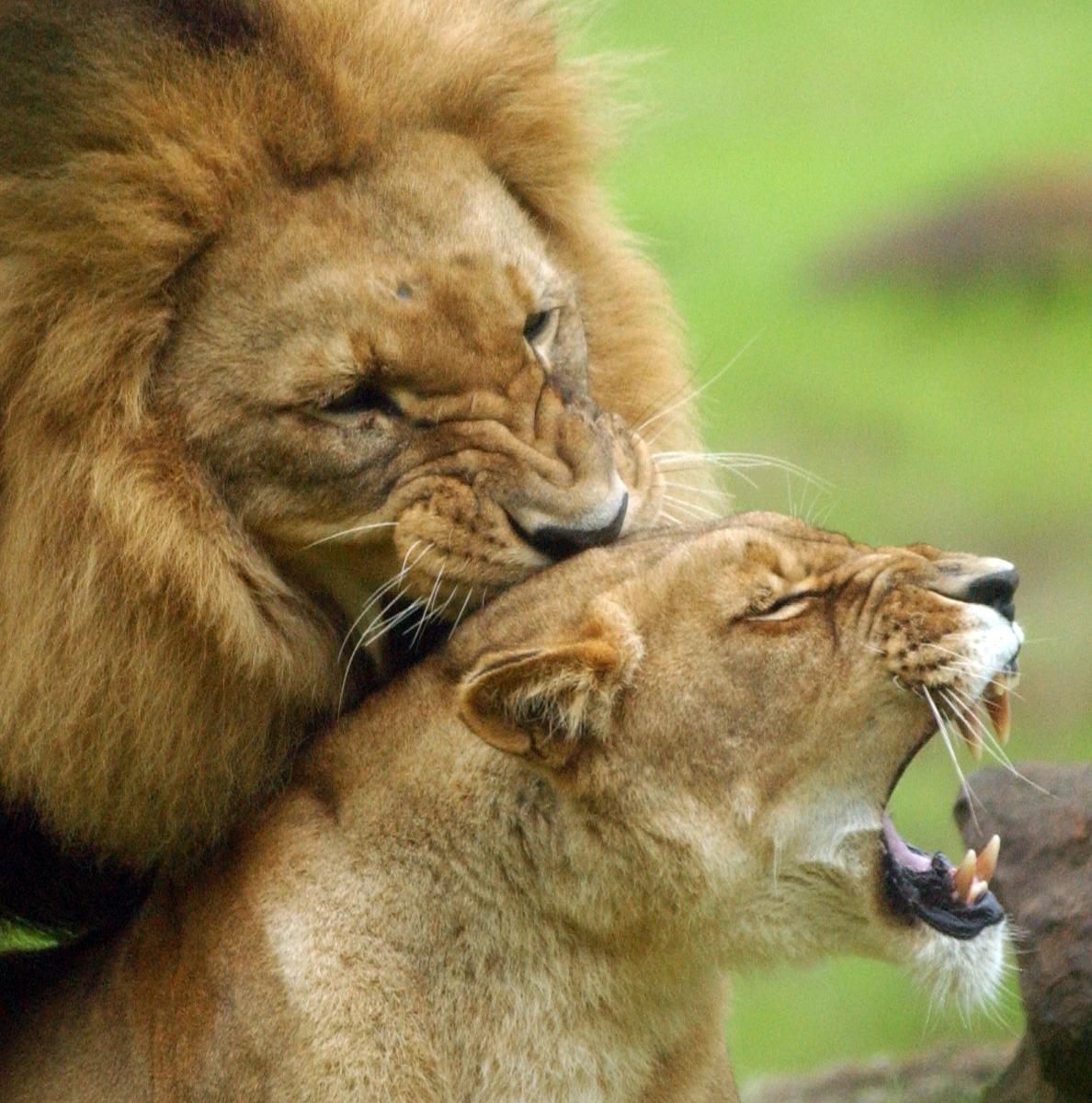 Lion And Lioness Wallpapers Wallpaper Cave