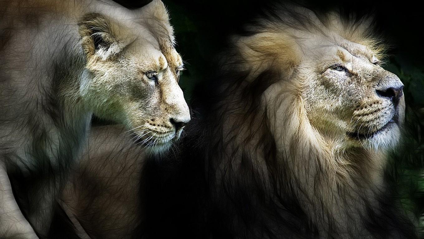 Lion And Lioness Wallpapers Wallpaper Cave