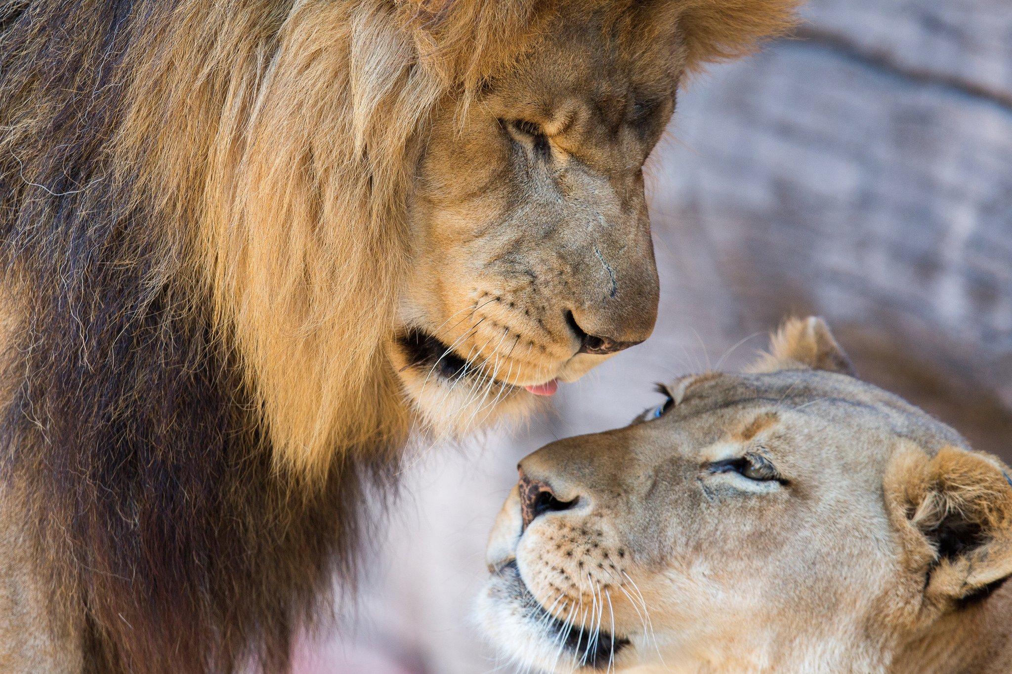 Lion And Lioness Wallpapers Wallpaper Cave