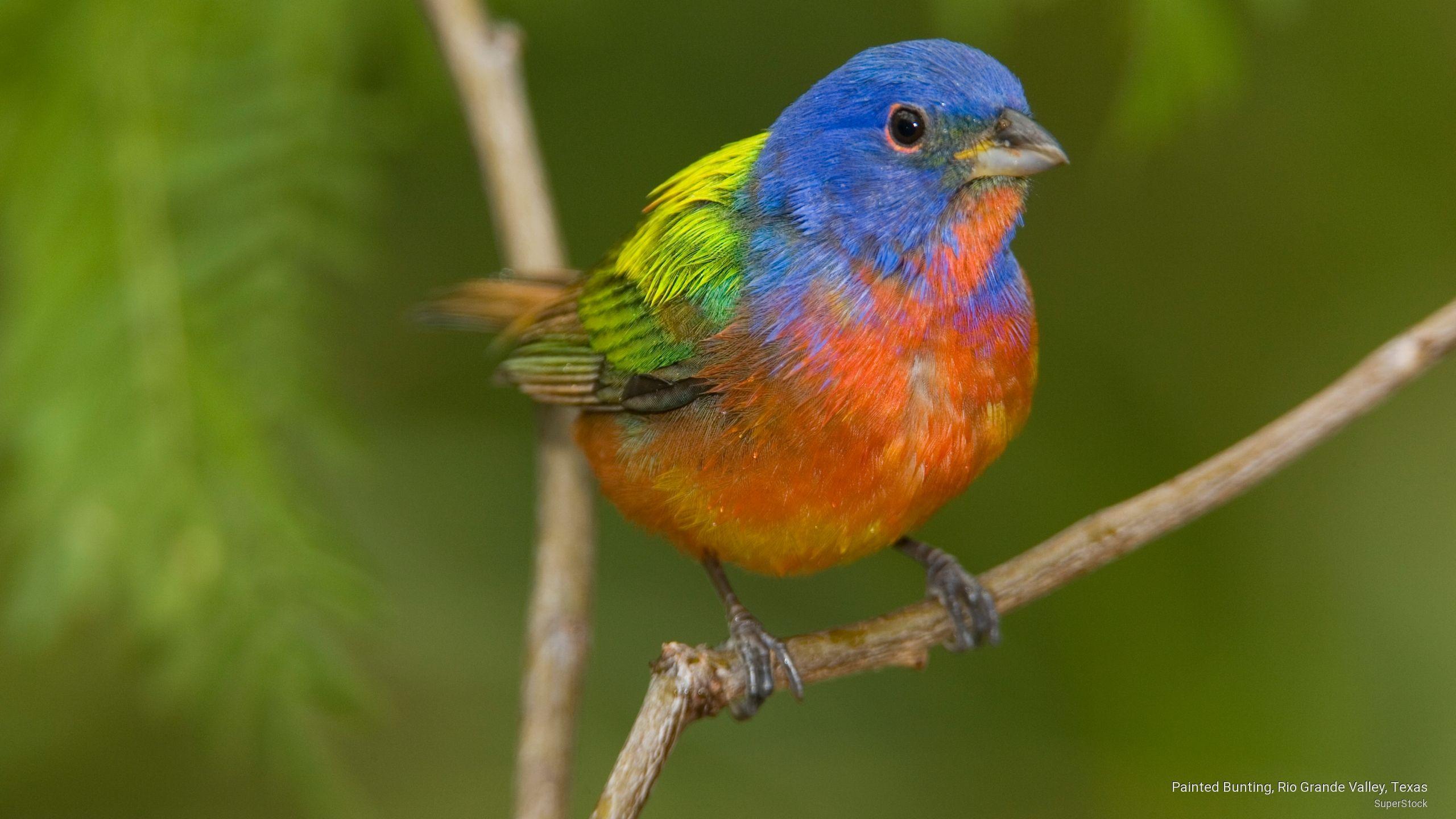 Painted Bunting Wallpapers Wallpaper Cave