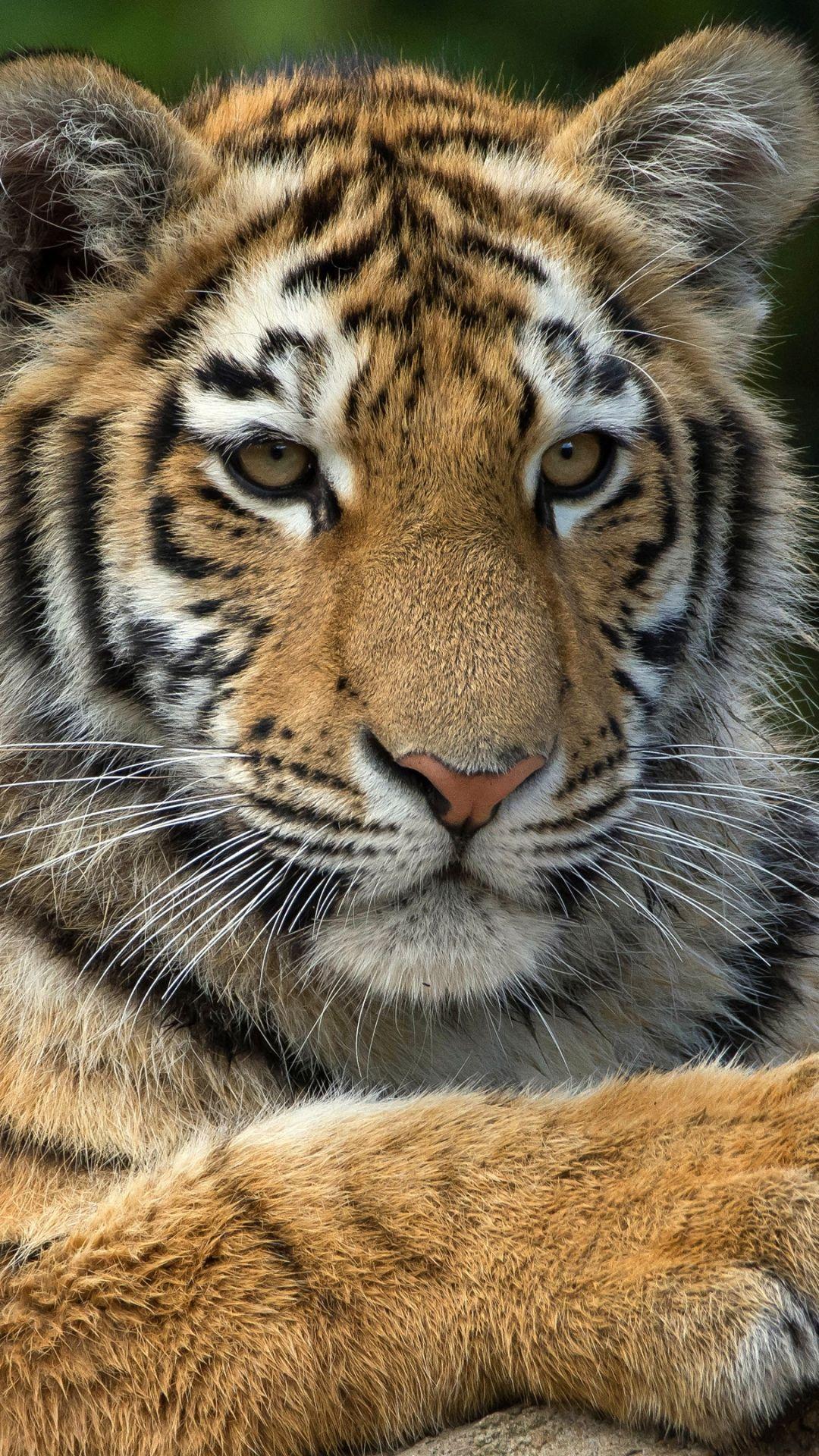 Tiger Mobile Wallpapers Wallpaper Cave