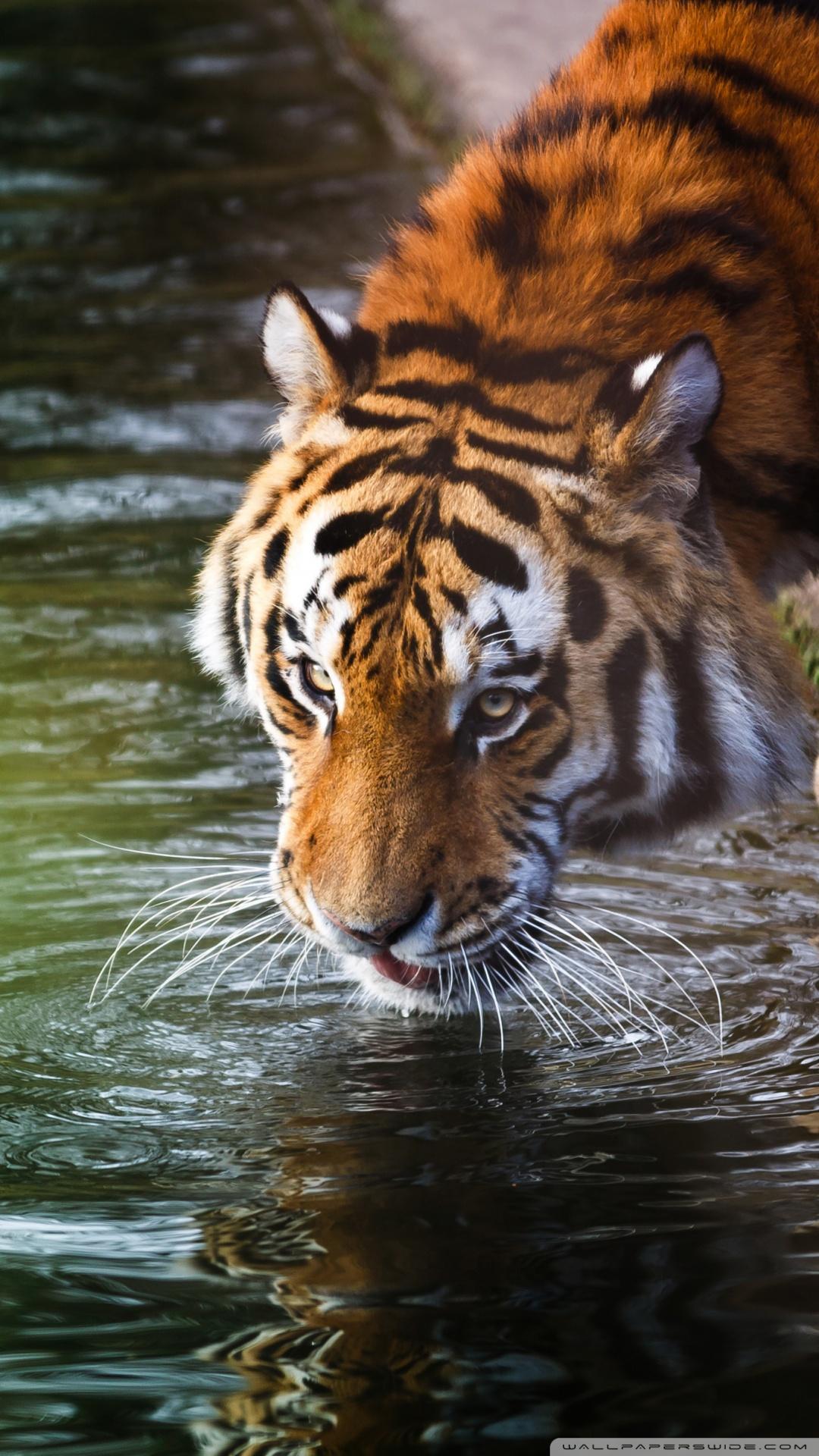 Tiger 4k Phone Wallpapers Wallpaper Cave