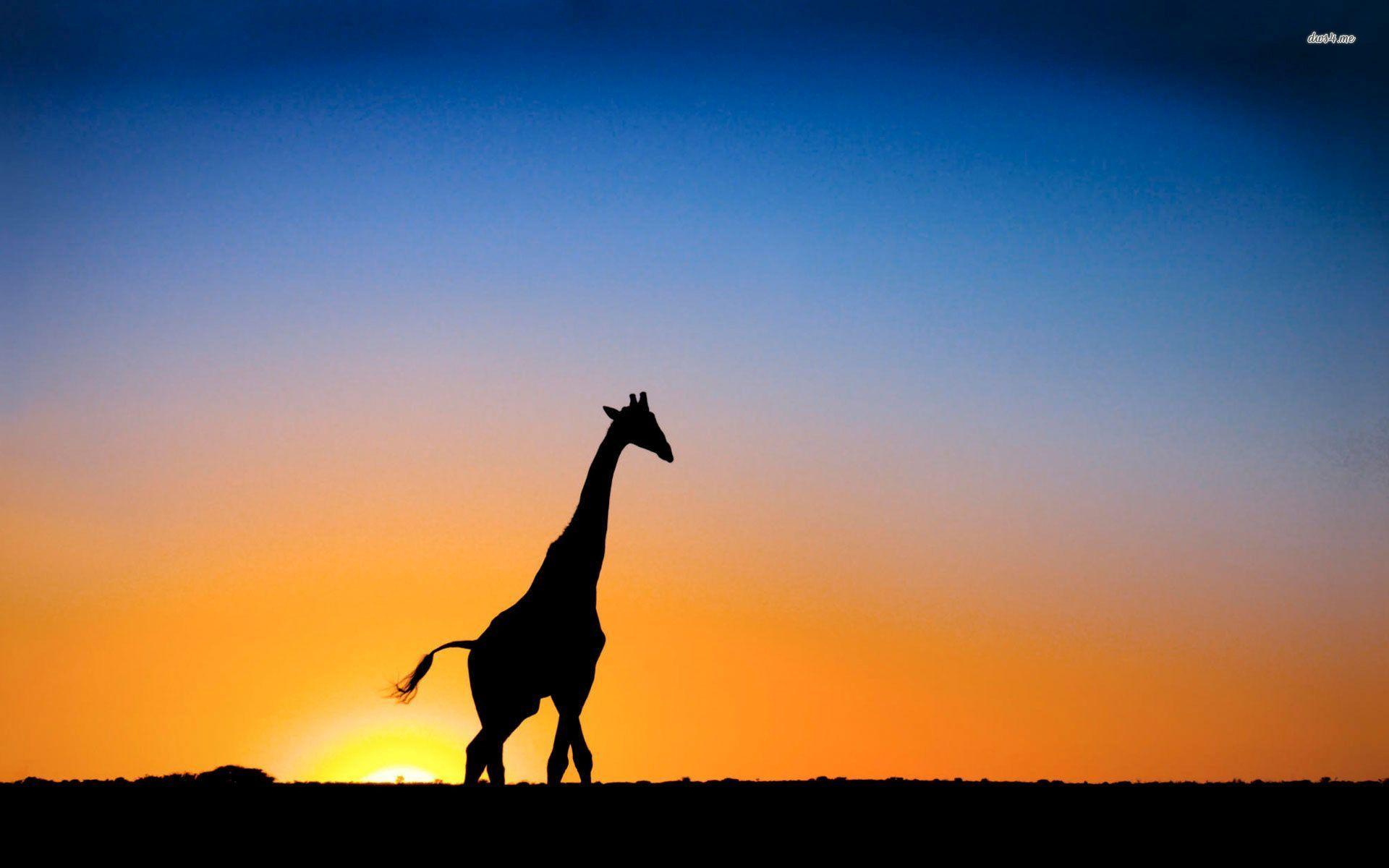 Giraffe Sunset Wallpapers Wallpaper Cave