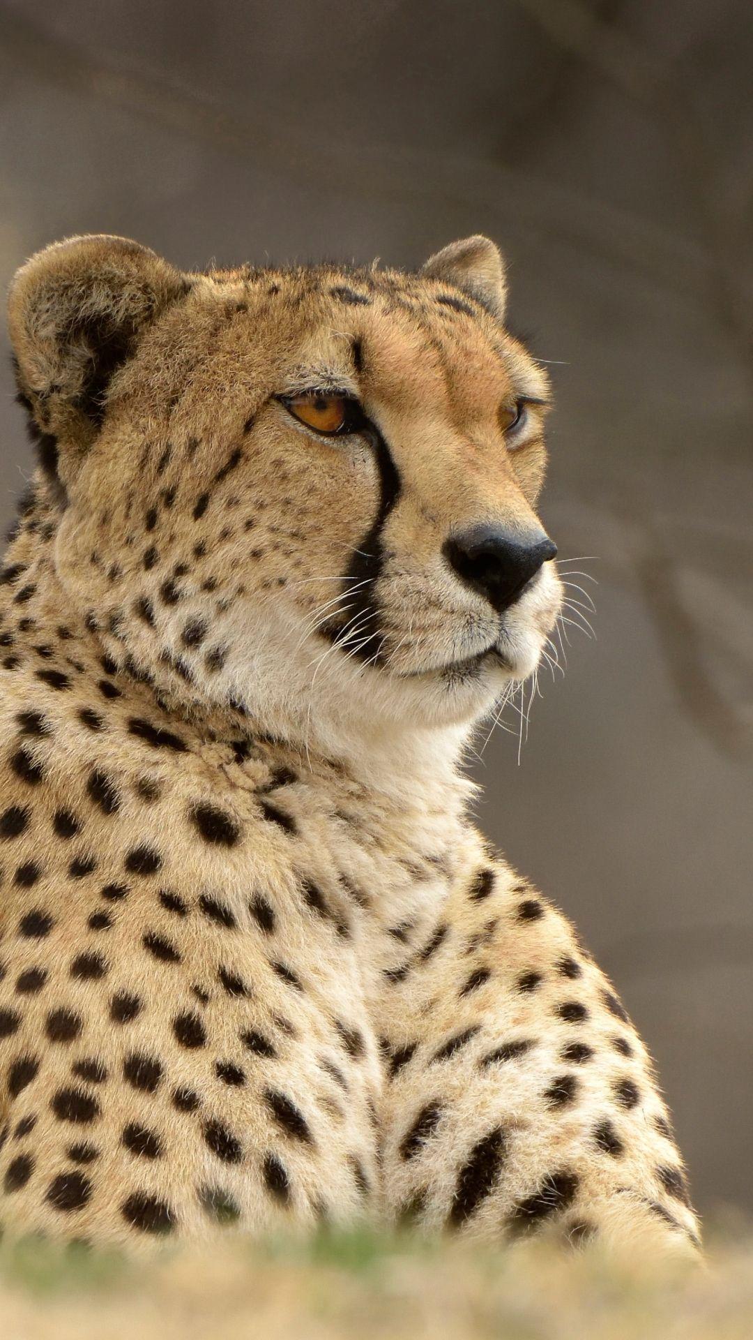 Cheetah Phone Wallpapers Wallpaper Cave