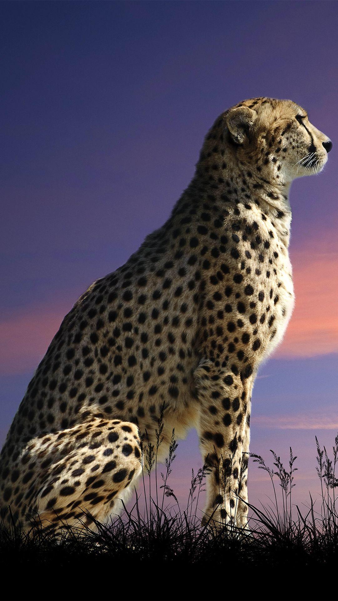 Cheetah Phone Wallpapers Wallpaper Cave