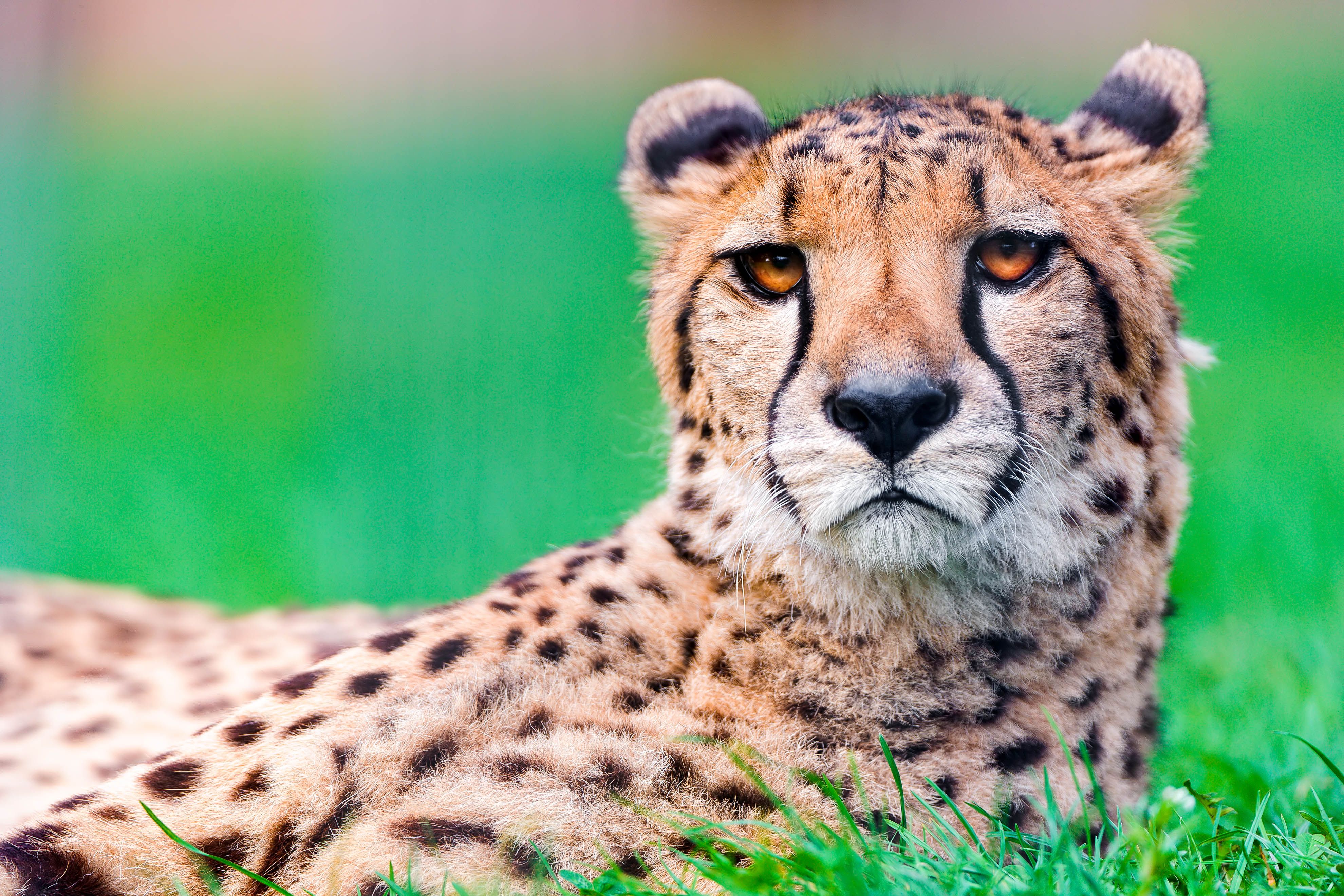 Beautiful Cheetah Animal Wallpapers Wallpaper Cave