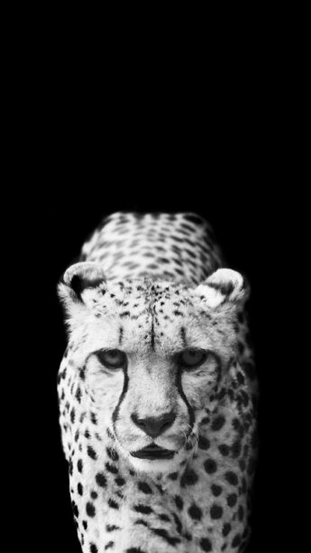 Cheetah Phone Wallpapers Wallpaper Cave